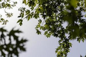 Tall maple tree in summer photo