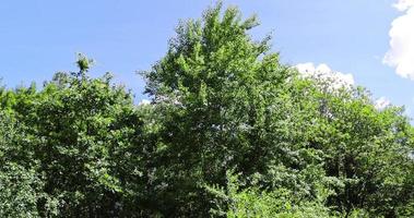 árboles que crecen en el bosque en el verano foto