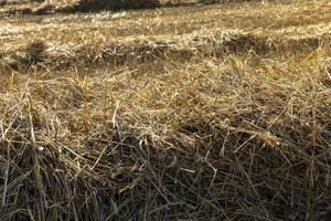 un campo con cereales en el verano foto