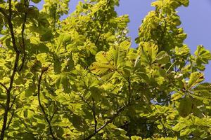 Deciduous trees with green foliage in summer photo