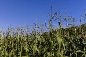 Corn field with green plants photo