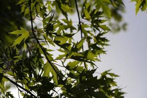 Tall maple tree in summer photo