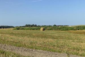 un campo con cereales en el verano foto