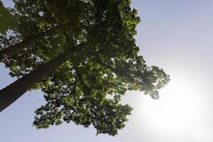 bosque con diferentes árboles en verano foto