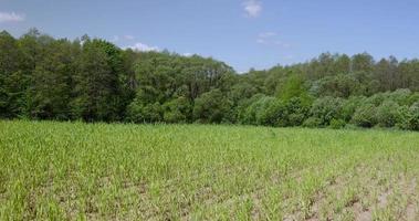 An agricultural field where green cereals grow photo