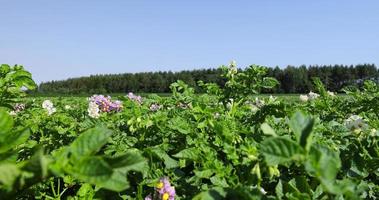 Green potato bushes in the field photo