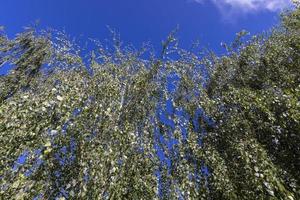 High birch tree in summer photo