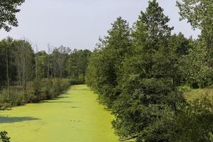 Swampy terrain with plants in summer photo