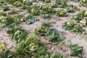 campo agrícola donde se cultiva col en coles foto