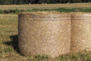 A field with cereals in the summer photo