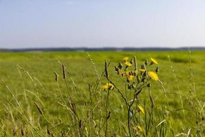 field with grass for harvesting fodder for cows photo