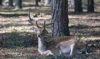 Deer resting in hot weather photo