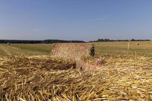 un campo con cereales en el verano foto