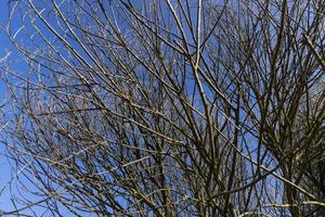 Deciduous trees with fallen leaves in summer photo