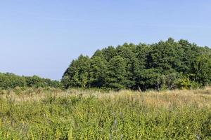 Forest with different trees in summer photo