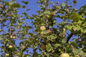 cosecha de manzanas en el huerto de manzanas foto