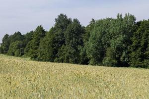 un campo agrícola donde crece el trigo de cereales maduros foto