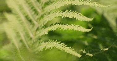 hojas de helecho verde en clima ventoso en verano foto