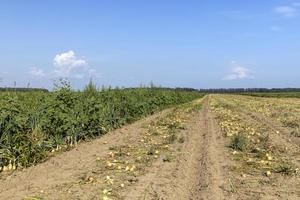 A field with a ripe onion harvest during the food harvest photo