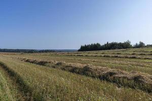 un campo con cereales en el verano foto