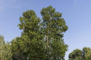 Different trees growing together in the forest photo