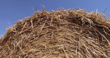 Agricultural field with harvested wheat photo