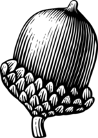 Acorn - Vintage Engraved Illustration png