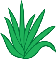 illustration de la plante d'aloe vera png