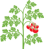 illustration de plant de tomate png