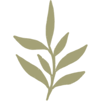 Simple linear plant flower leaf. Hand drawn botanical illustrations png