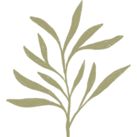 Simple linear plant flower leaf. Hand drawn botanical illustrations