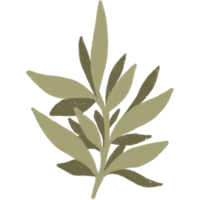 enkel linjär växt blomma blad. hand dragen botanisk illustrationer png