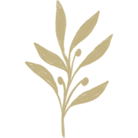 Simple linear plant flower leaf. Hand drawn botanical illustrations png