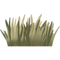 Grass bush illustration png