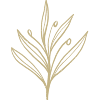 feuille de fleur de plante linéaire simple. illustrations botaniques dessinées à la main png