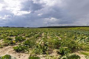 Agricultural field where cabbage is grown in cabbages photo