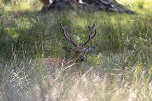 Deer resting in hot weather photo