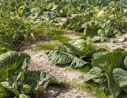 Agricultural field where cabbage is grown in cabbages photo