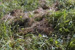 field with grass for harvesting fodder for cows photo