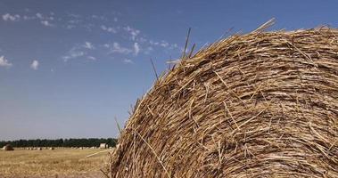 campo agrícola con trigo cosechado foto