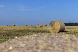 un campo con cereales en el verano foto
