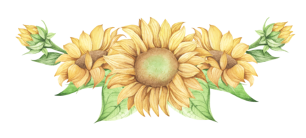 solros. vattenfärg blommig illustration. png