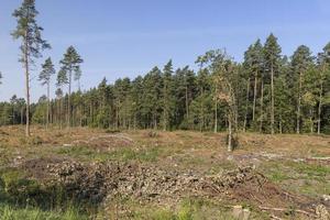 Deforestation for timber harvesting , forest photo