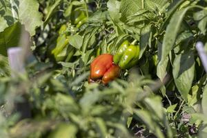 growing a new crop of peppers in rural areas photo