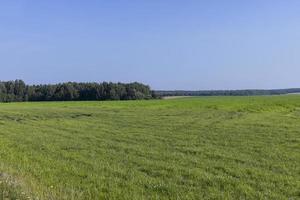 field with grass for harvesting fodder for cows photo