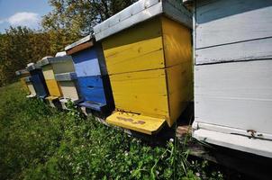 casa de abejas en el prado foto