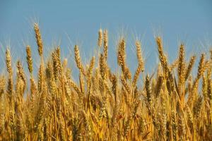 wheat field with blue sky in background photo