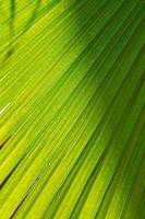 palm leaf background photo