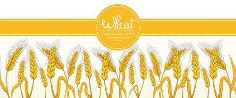 Wheat harvest horizontal banner in hand drawn style on white background for bakery shop or farm lifestyle concept, organic flour packaging design vector