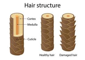 hair structure layer. cartoon style illustration vector